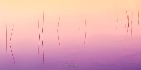 Grass Reed Sunset Reflections off Jordan Pond | Calming Meditative Semi-Abstract Fine Art Photography suited for Interior Design Visions 