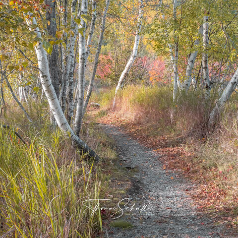 Limited Edition Luxury Fine Art Nature Prints | Pathway Through White Birch Forest October