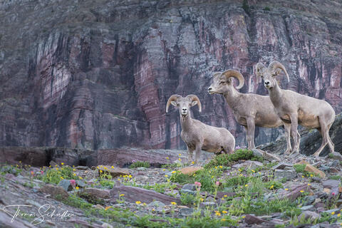 A trio of adult Bighorn Sheep photographed closely on a rocky cliff at Logan Pass | Glacier National Park Montana | wildlife photography by Thom 