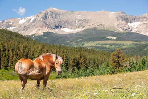 Rocky Mountain Front East Glacier Montana | Lone Stallion In a stunning meadow filled with wildflowers Fine Art Prints
