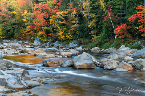 Vibrant autumn colors are peaking along the banks of New Hampshire's Swift River | White Mountain National Forest - Fine Art Prints for sale  