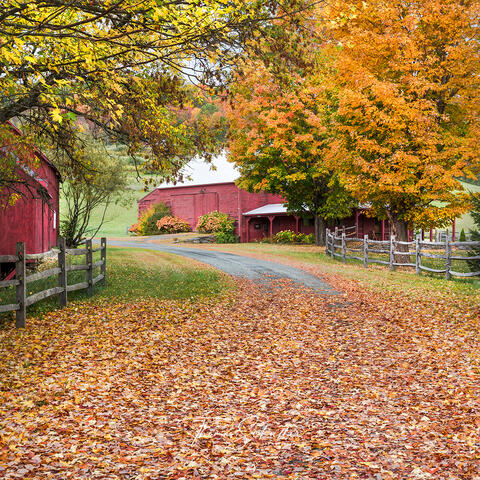 Vintage Vermont Country Road and Red Barns Amongst Fall Foliage | Fine Art Prints For sale