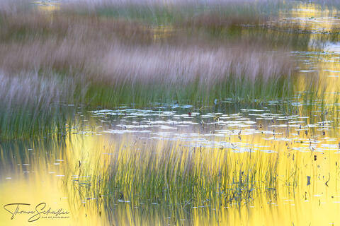 Acadia Pond Reeds and Grasses gently swaying in the breeze | Maine Abstract Nature Fine Art Photography prints for sale