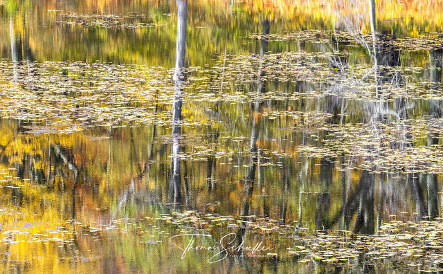 Adirondack Autumn Limited Edition Fine Art Nature Prints | Colorful Hardwoods Reflect Their Autumnal Hues in a Remote Mountain Pond 