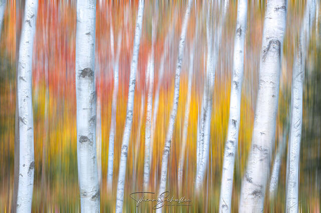 A bold high-end Fine Art abstract impressionist artwork | Based on a vibrant Birch Forest during peak fall foliage season - Limited Edition photography prints