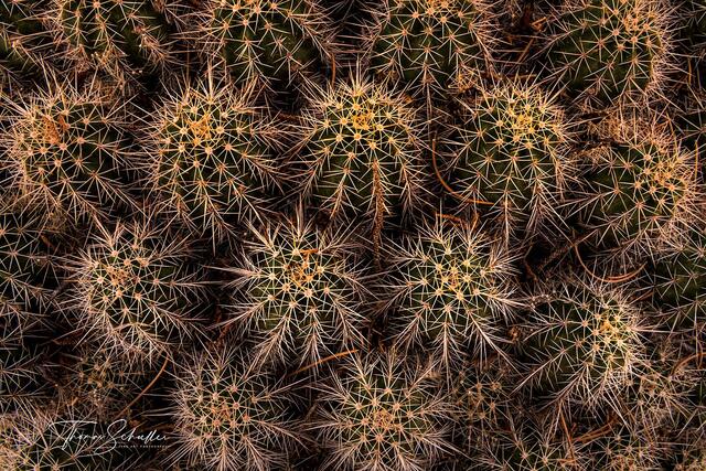A mesmerizing semi-abstract nature photograph overlooking a cluster of prickly Barrel Cactus on a Utah Mesa | Limited Edition Fine Art Nature prints  