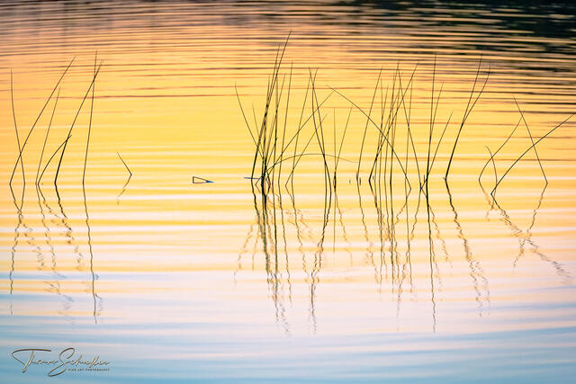 Meditative scenic from a Maine Pond of Pond reeds silhouetted against vibrant sunset colors reflected off the waters surface | Limited Edition Prints for sale