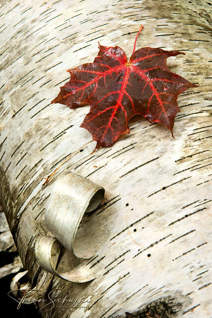 Autumn intimate landscape of a Silver Maple with a fallen crimson red maple leaf resting on the curled bark | Limited Edition Fine Art Nature photography prints