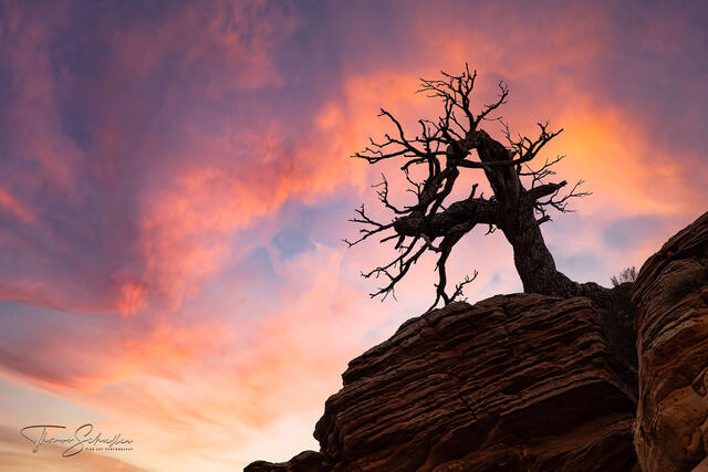 Silhouette of a lone ancient Juniper high on a cliff at sunset | Luxury Edition Zion National Park fine art photography 