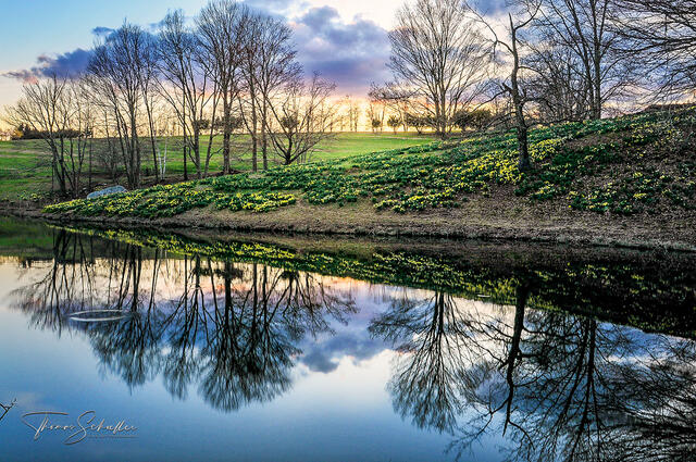 Litchfield's Laurel Ridge Foundation and daring Daffodil meadows reflect on the placid pond during a colorful late April sunset | Connecticut stock photography 