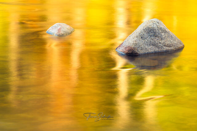 Dreamy Brilliant Yellows and Gold Abstract Fine Art Nature Photography from New Hampshire | Luxury Art Edition Swift River prints