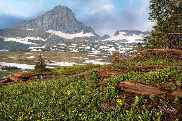 Bright yellow Glacier Lilies sprout to life in the vast meadows of Logan Pass | Glacier National Park high-end fine art photography prints 
