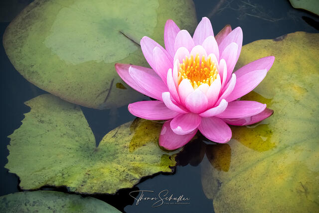 Pink Lotus Flower and Lily Pads | Bringing a sense of positivity and calmness - LUXURY EDITION Purity Fine Art Prints for sale