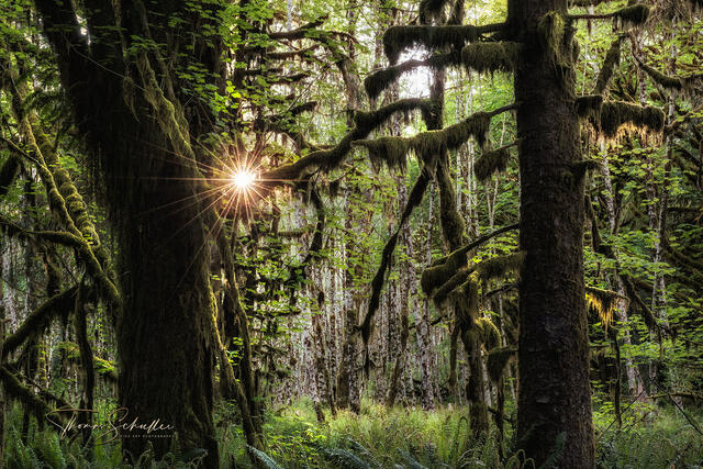 Golden rays of sunlight penetrate the lush emerald green Hoh rainforest of Olympic National Park | Luxurious Fine Art Nature PNW prints for sale