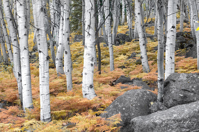 Aspen Trunks and Golden Ferns in the RMNP Forest | Intimate Landscape Photography Prints by Thom Schoeller