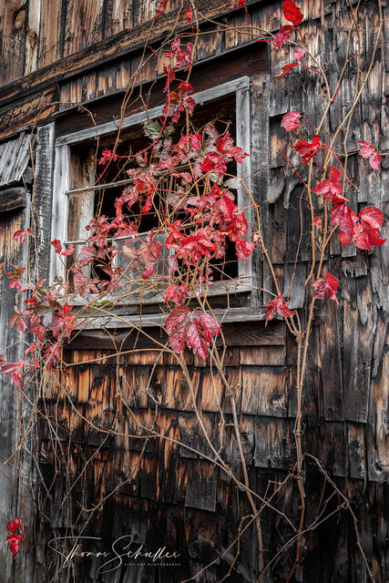 Limited Edition ADK Photographic Art | Scarlet Red Virginia Creeper Vines Cling to a Rustic Weathered Barn