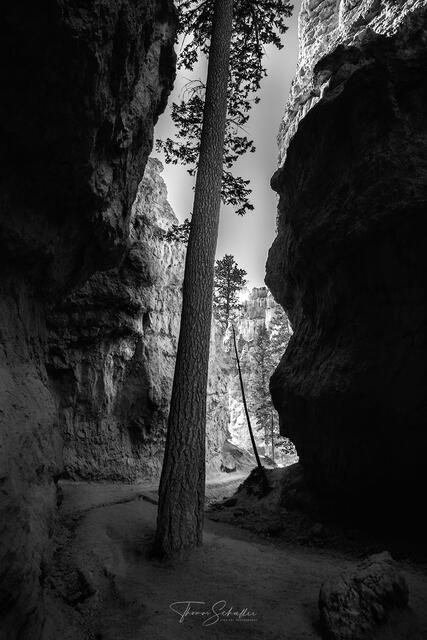 Bryce Canyon N.P. Black & White Luxury Edition Fine Art Prints | Wall Street by Thomas Schoeller Photography  