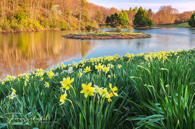 Laurel Ridge Foundation Field of Daffodils in scenic Northfield Connecticut | Beautiful Litchfield County Fine Art Nature Photography prints by Thom Schoeller