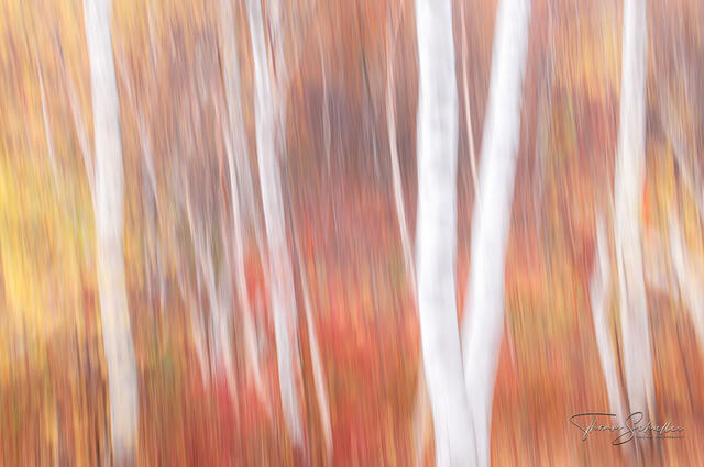 An impressionist abstract New England Birch Forest | high-end Luxury Art Edition Photography prints | White Mountains fall foliage   