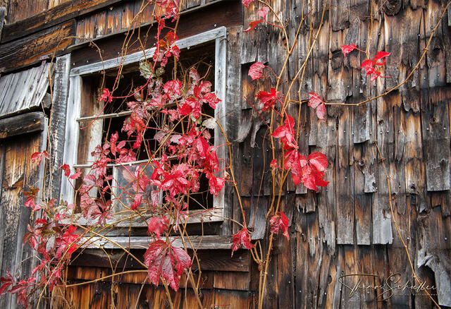 Brilliant crimson Virginia Creeper Vines over an abandoned rustic Adirondack Barn | Luxury Edition Intimate Fine Art Photography Prints 
