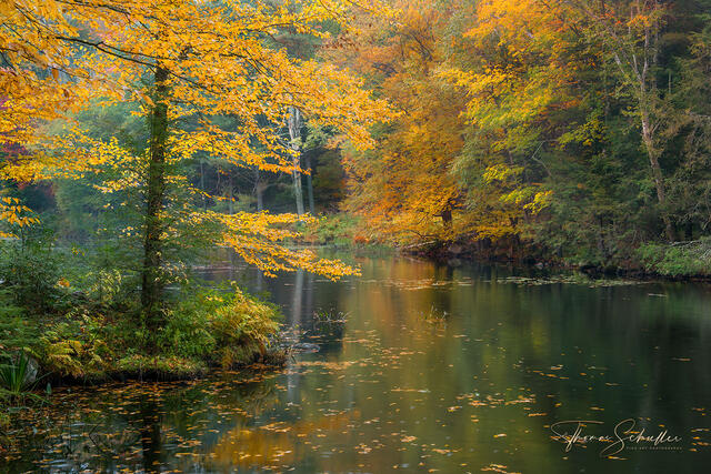 A painterly little pond surrounded by autumn foliage tucked away in the scenic Berkshires | A nature scene that brings serenity and calmness into your home