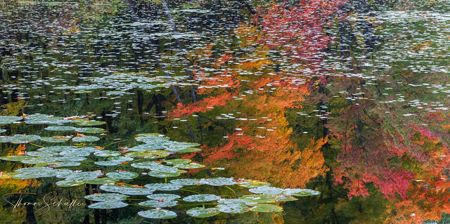 A tranquil pond in New Hampshire's White Mountains | Floating lily pads and brilliant fall foliage reflect off the pond's surface - Limited Edition Prints
