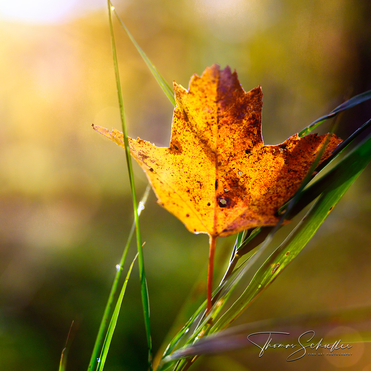 Autumnal Intimate Landscape of The Forest Floor | Expressive Nature Photography Fine Art Prints