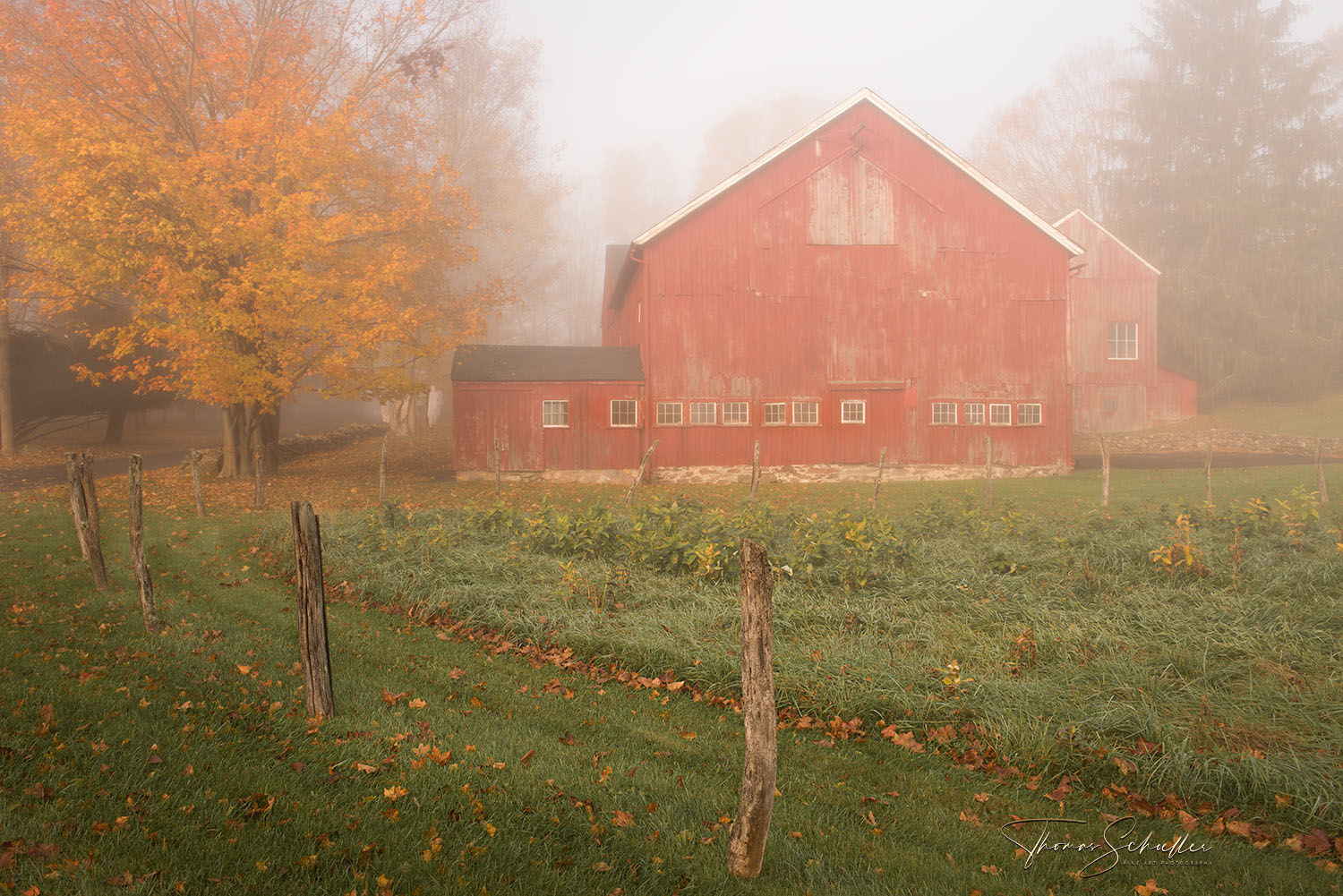 Bucolic New England scene featuring a rustic old red barn on a misty autumn morning | The artist transports the viewer back to Simpler Times of days gone by