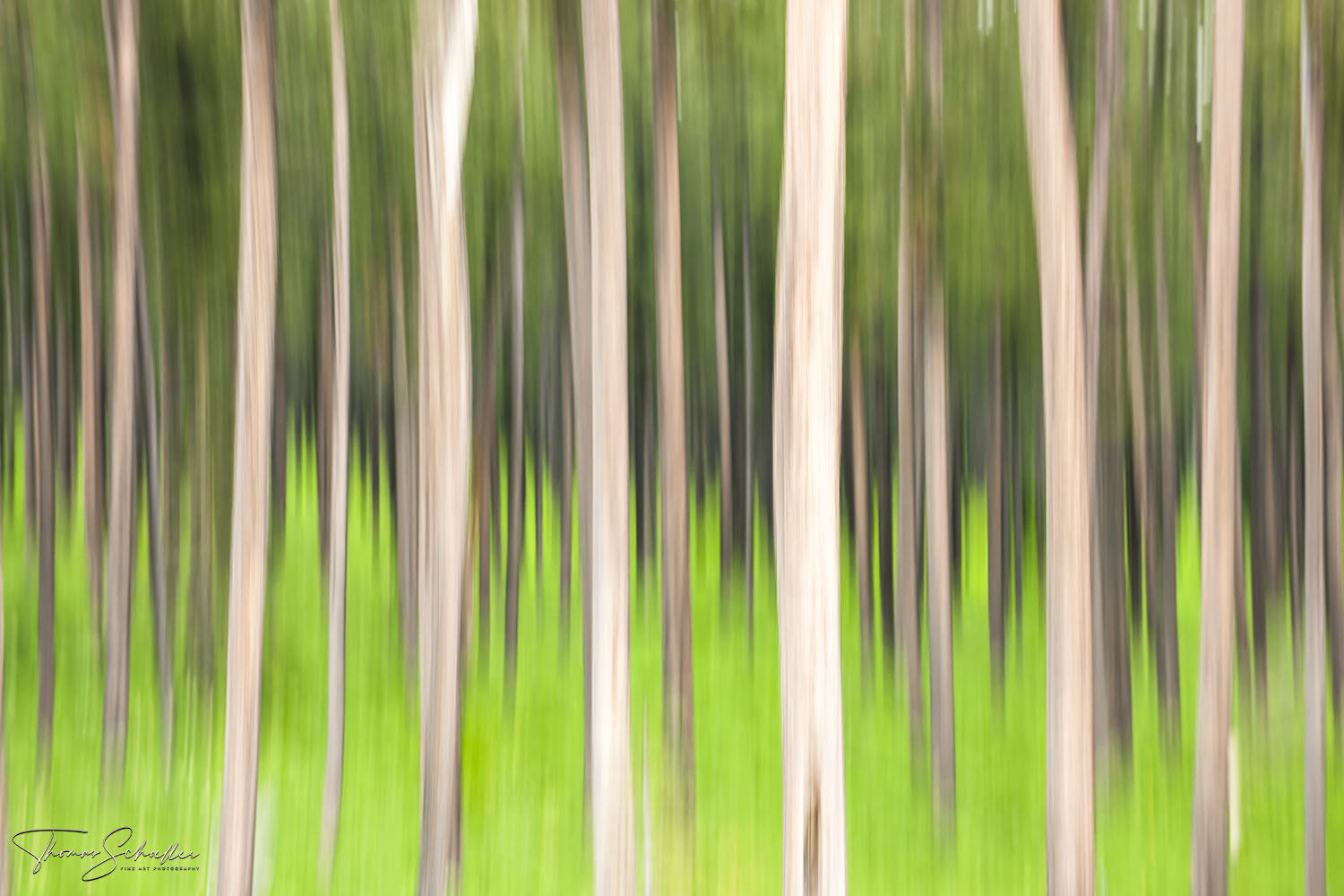 High-end contemporary Fine Art abstract photography prints | Impressionist artwork of Glacier National Parks Ponderosa Pine forest