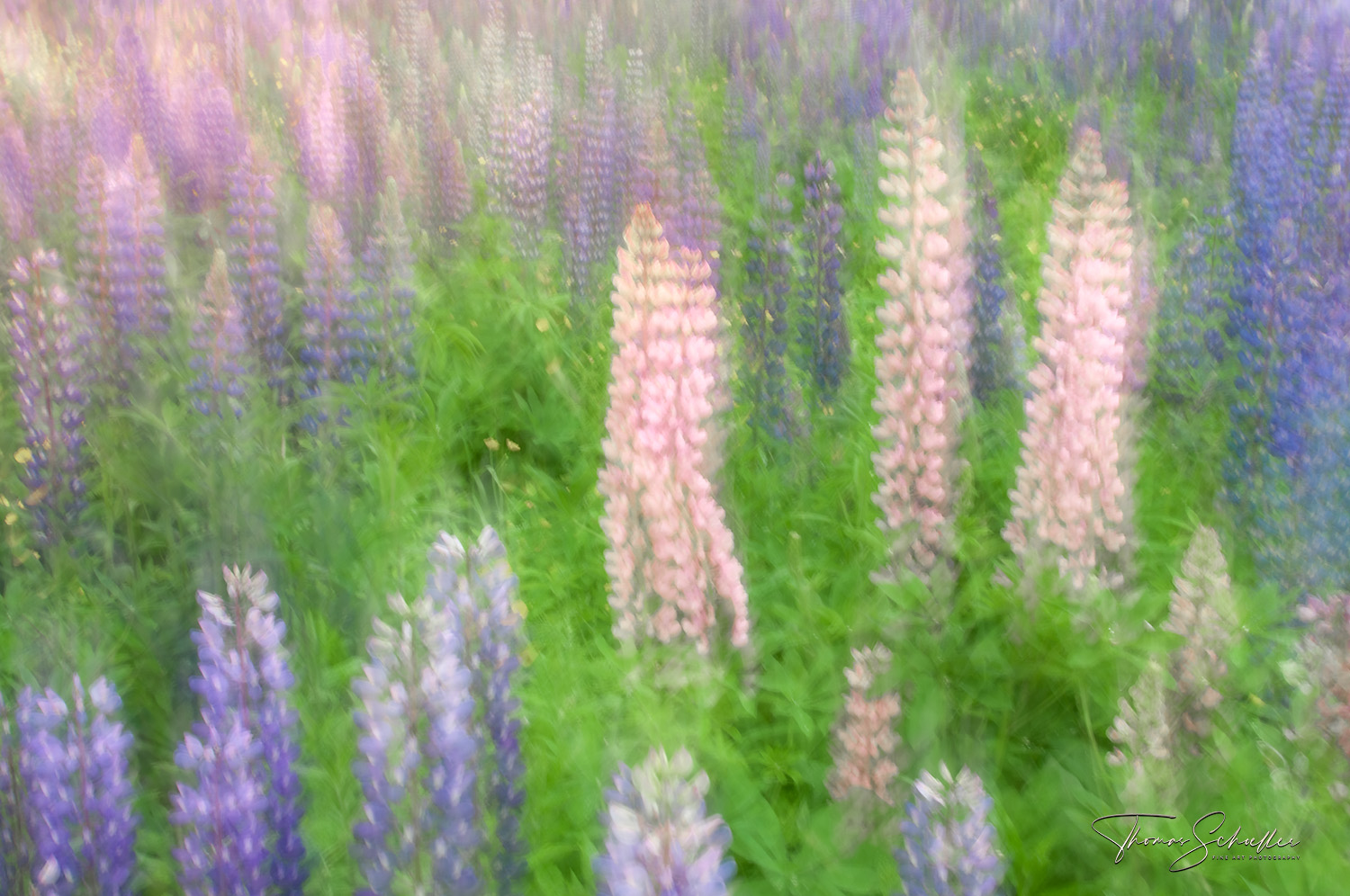 Sugar Hill New Hampshire | Abstract Lupine Meadow Fine Art Luxury Edition Nature Photography Prints by Thomas Schoeller 
