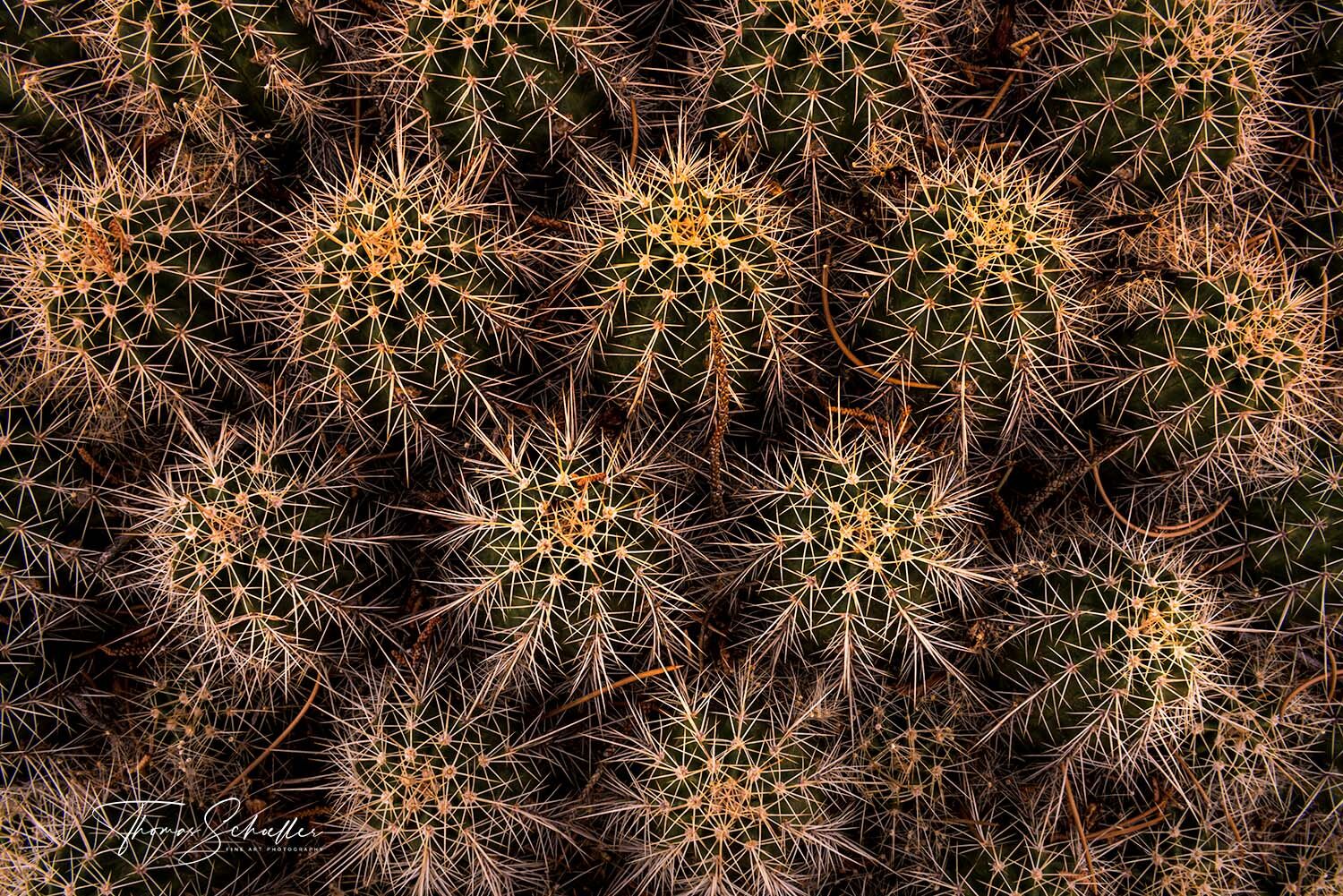 A mesmerizing semi-abstract nature photograph overlooking a cluster of prickly Barrel Cactus on a Utah Mesa | Limited Edition Fine Art Nature prints  
