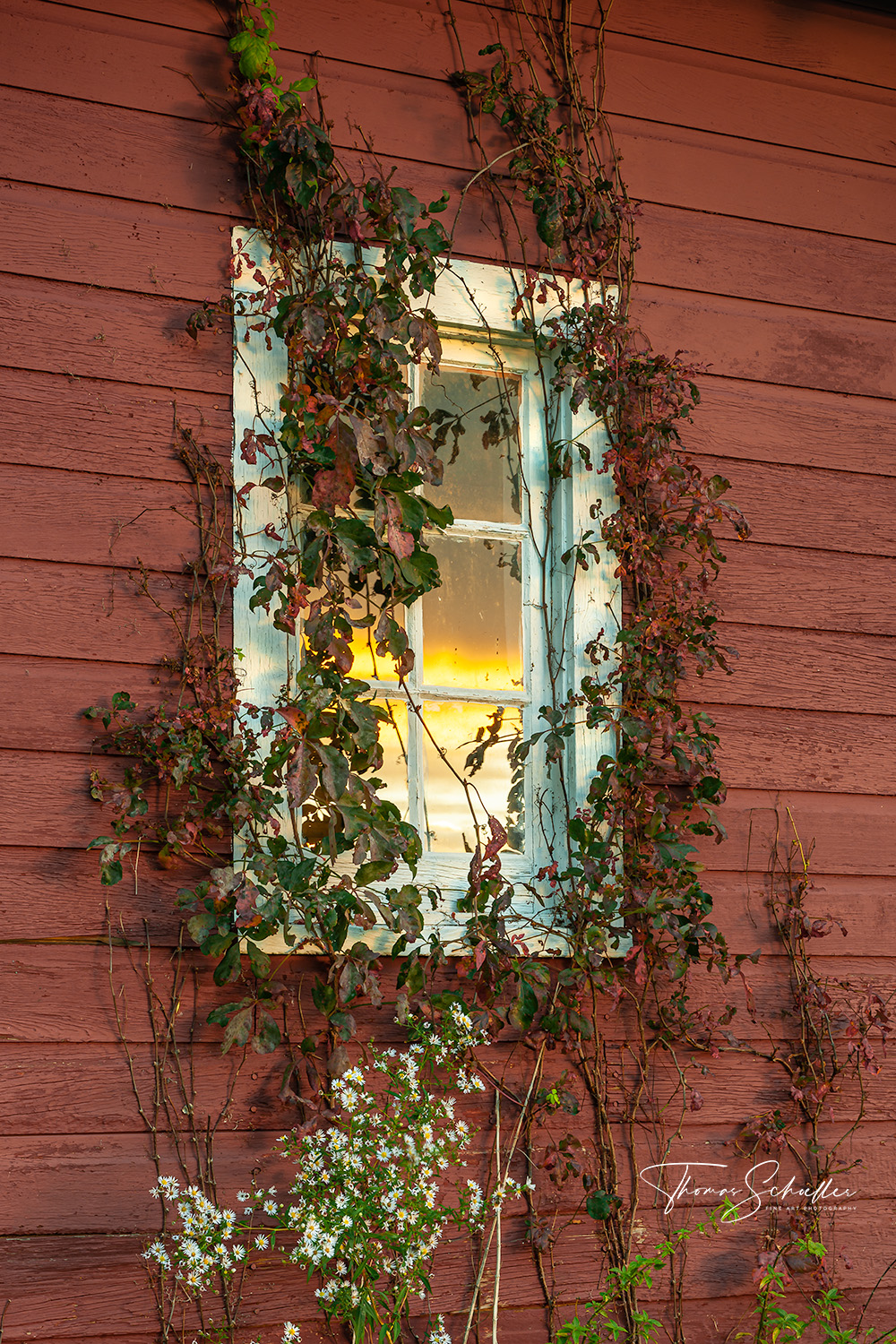 Scarlet Red Virginia Creeper Vines cling to a rustic New England barn as the setting sun reflects off the window | Fine Art nature photography prints