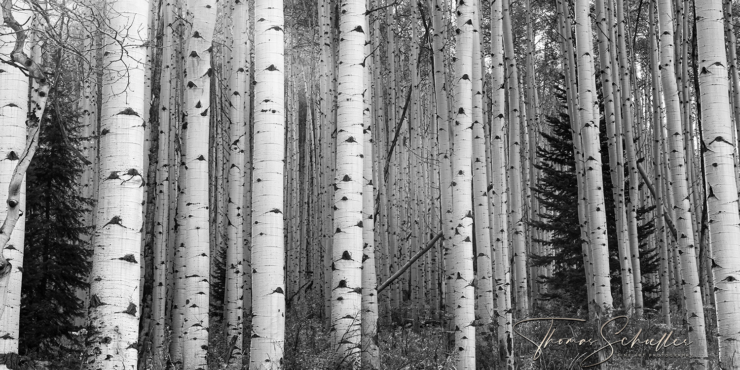 A Grove Of Colorado Aspens perfectly matched for a stunning Black and White Limited Edition of 100 Artwork | Thomas Schoeller Photography