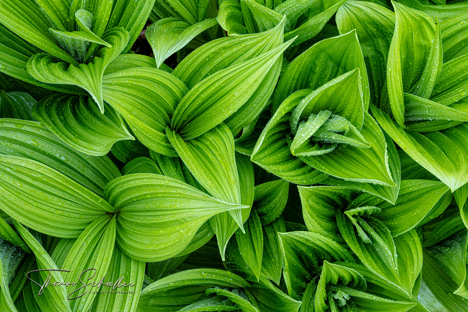 Interwoven Sensual Flowing Lines and Patterns of Vibrant Emerald Corn Lilies Form Abstract Patterns | Luxury Edition Fine Art Prints