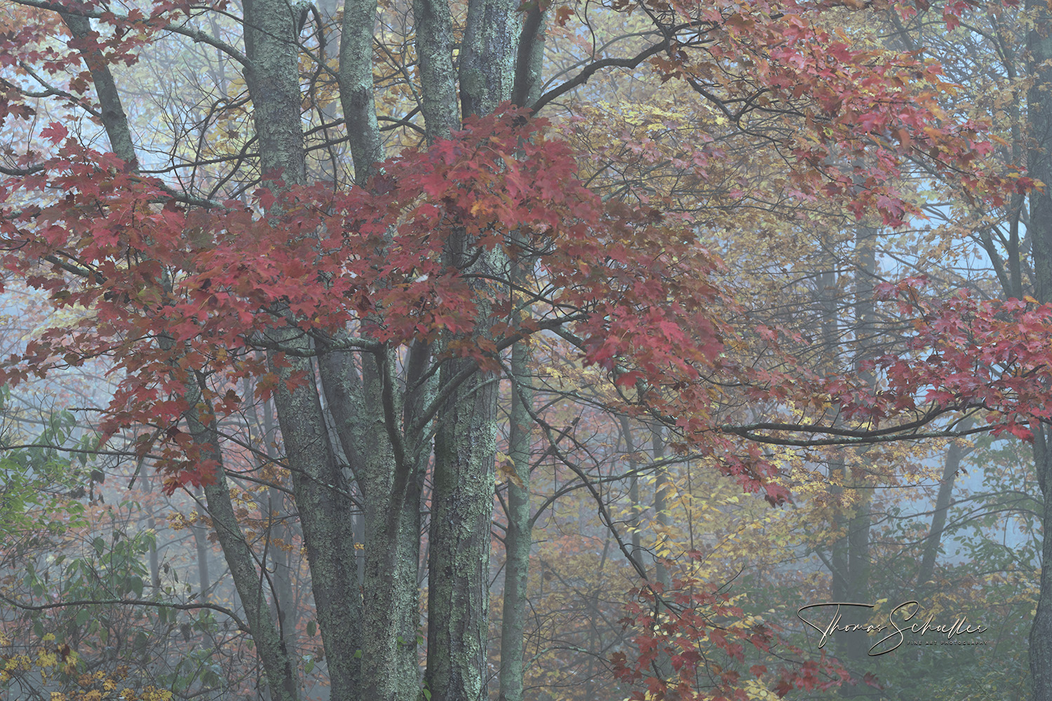 Fine Art Luxury Edition Intimate Berkshire Forest Photography Prints | Ethereal Mist & Fog during Autumn Foliage Season