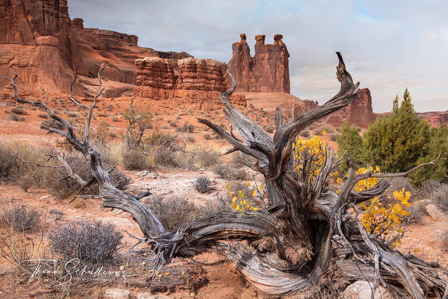 Desert Southwest scene from Arches National Park including a gnarly old Juniper skeleton under the Three Gossips near Park Avenue | Limited Edition Prints