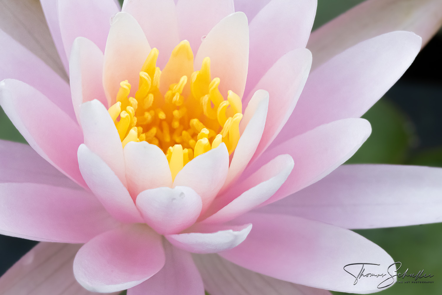 Wild Blooming Pink Lotus Flower Luxury Art Edition - The Symbol of Spiritual Enlightenment | Photographic Nature Art provides health benefits 