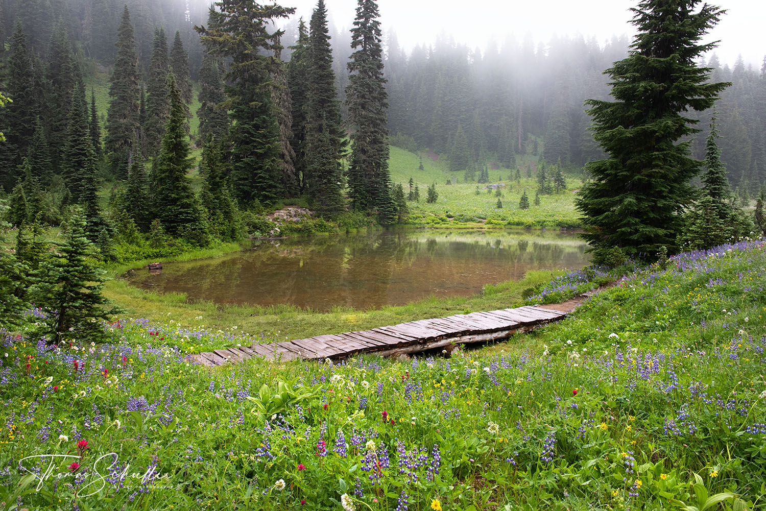 A tarn and wildflower meadow in Mt Rainier National Park near Chinook Pass on a misty morning | Limited Edition Fine Art prints for sale