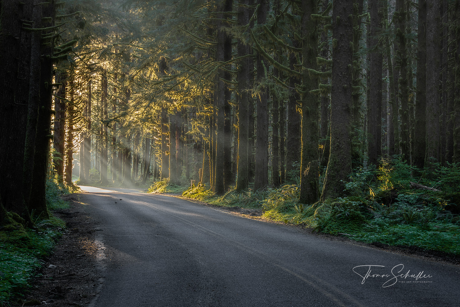 Morning Sunbeams Penetrate the Thick Olympic National Park Forest along Upper Hoh Road | PNW Limited Edition Fine Art Photography Prints For Sale 