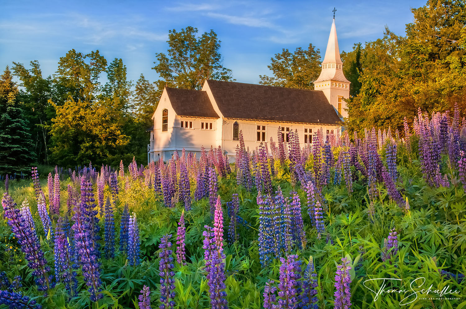 Sunrise illuminates the historic St Matthews Church and a colorful meadow of wild-growing Lupine cones | Sugar Hill New Hampshire fine art prints for sale