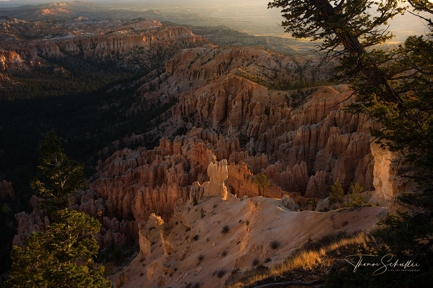 Inspiring view overlooking Bryce's Ponderosa Canyon as soft golden light provided for a dramatic sunset | Limited Edition Fine Art prints for sale