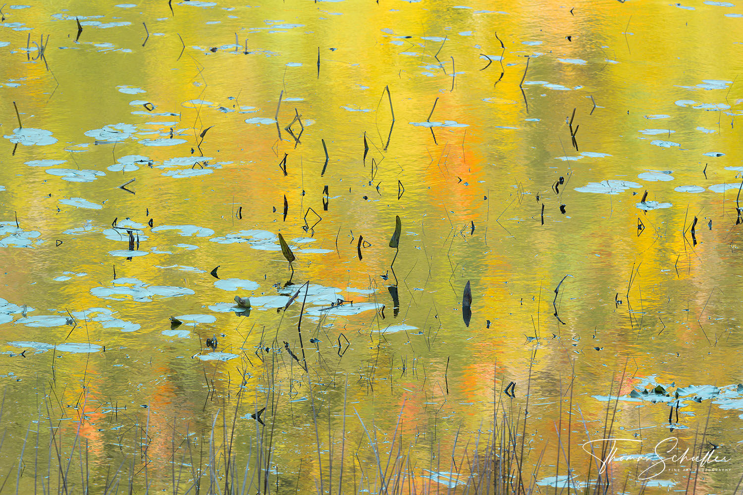 Autumn's colorful palette reflects serenely off a Maine Pond as floating aquatic grasses revel in Buoyant Joie | Fine Art Intimate Nature Photography Prints 