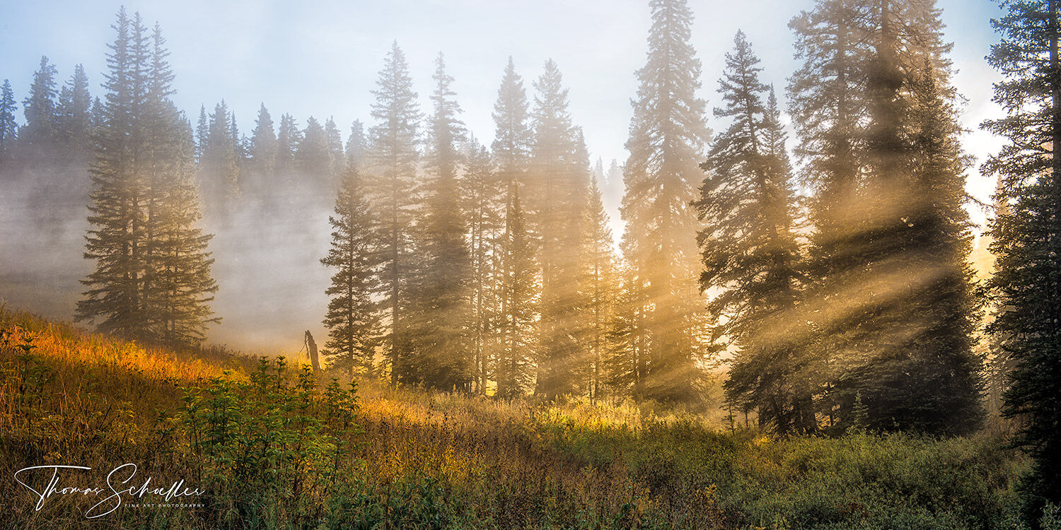 Gorgeous sunbeams penetrate the forest high in the Colorado Rockies off Kebler Pass.